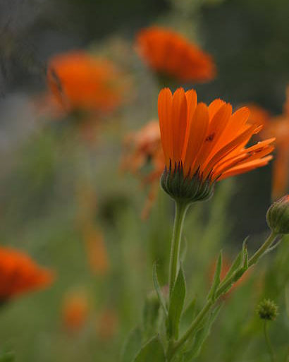 Calendula