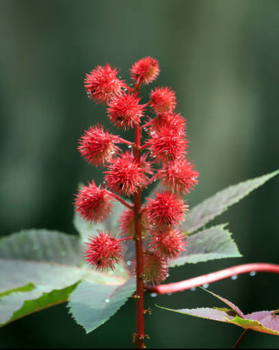 Castor Oil