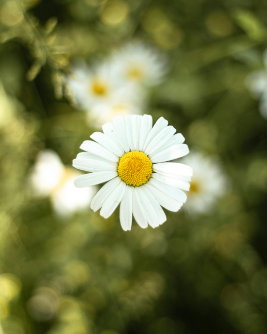 Chamomile