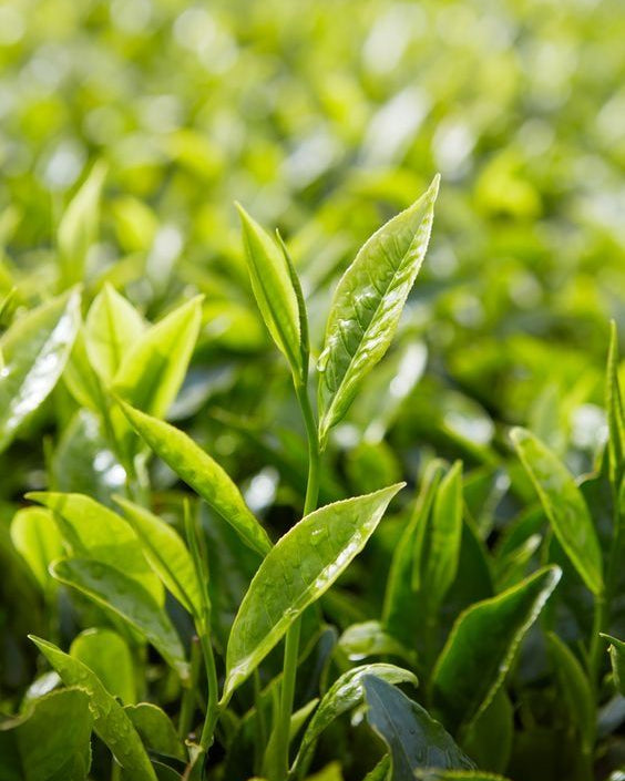 Green Tea