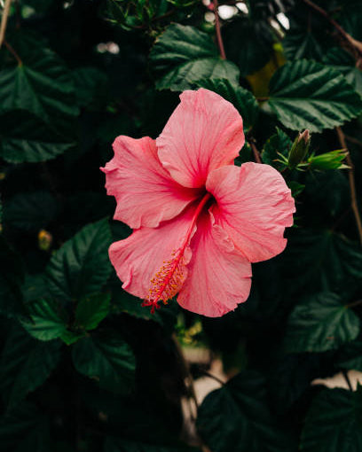 Hibiscus