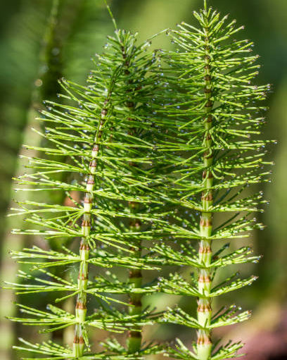 Close-up of a horsetail plant with a blurred natural background