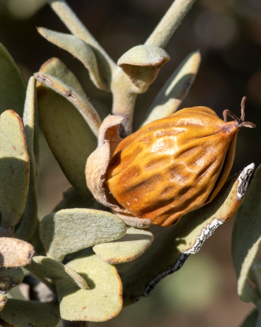 Brown seed jojoba pod on a leafy branch with a blurred background