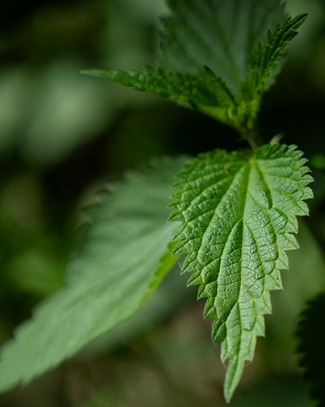 Close-up of green nettle leaves with a blurred natural background