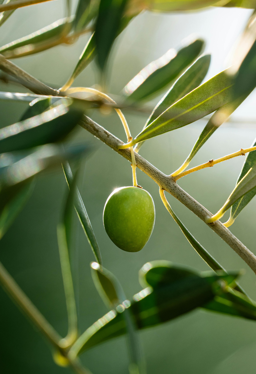 Green olive on a branch with leaves