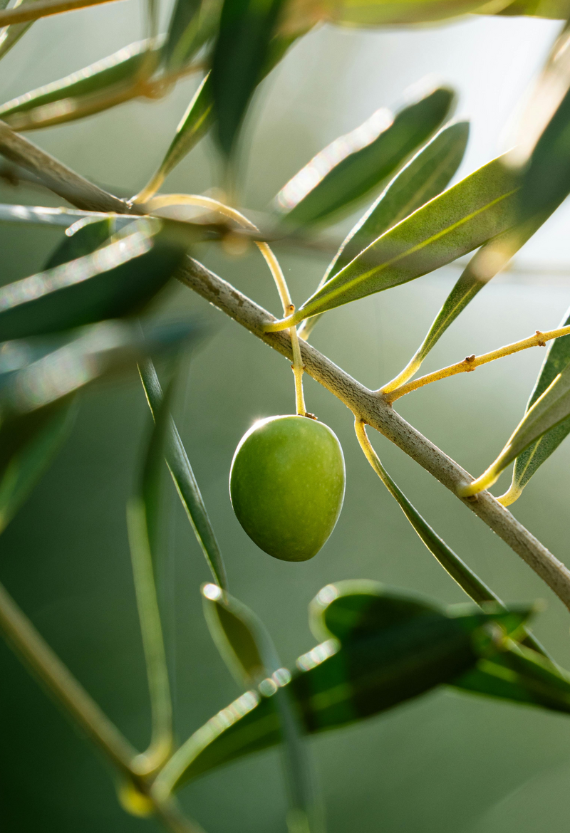 Olive Squalane