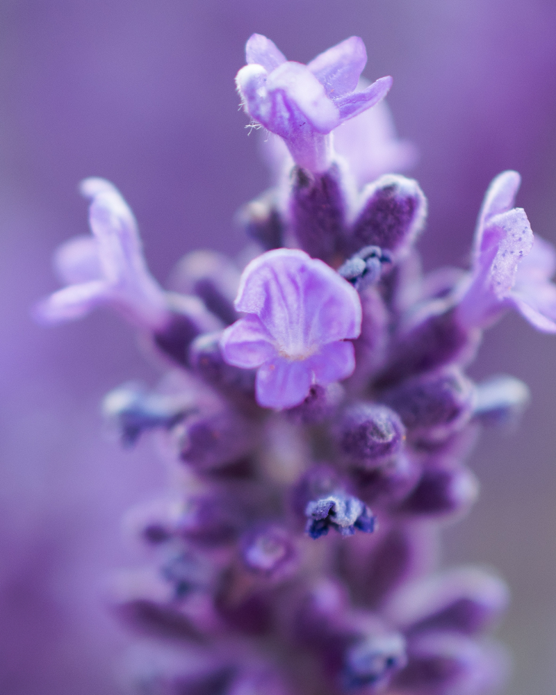 Lavender