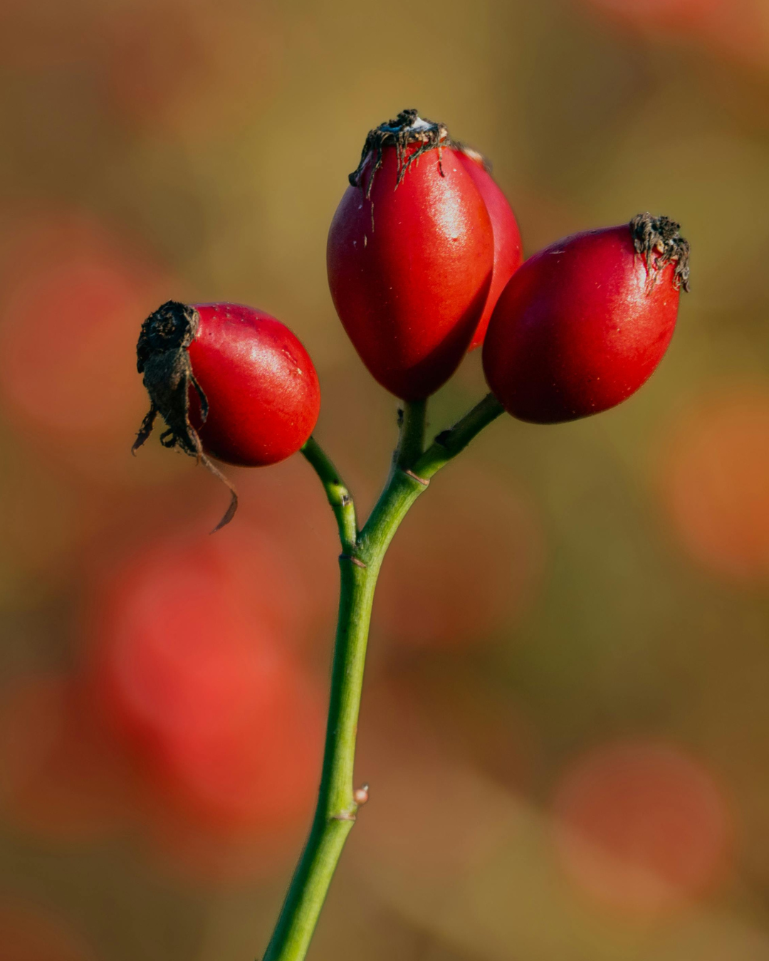 Rosehip plant close up with a blurred background