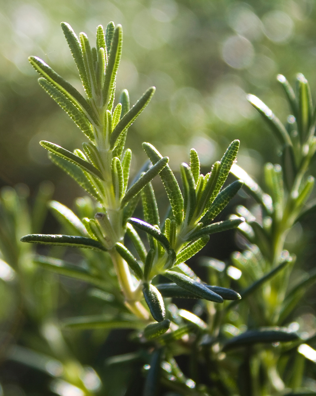 Close-up of a rosemary plant with a blurred green background