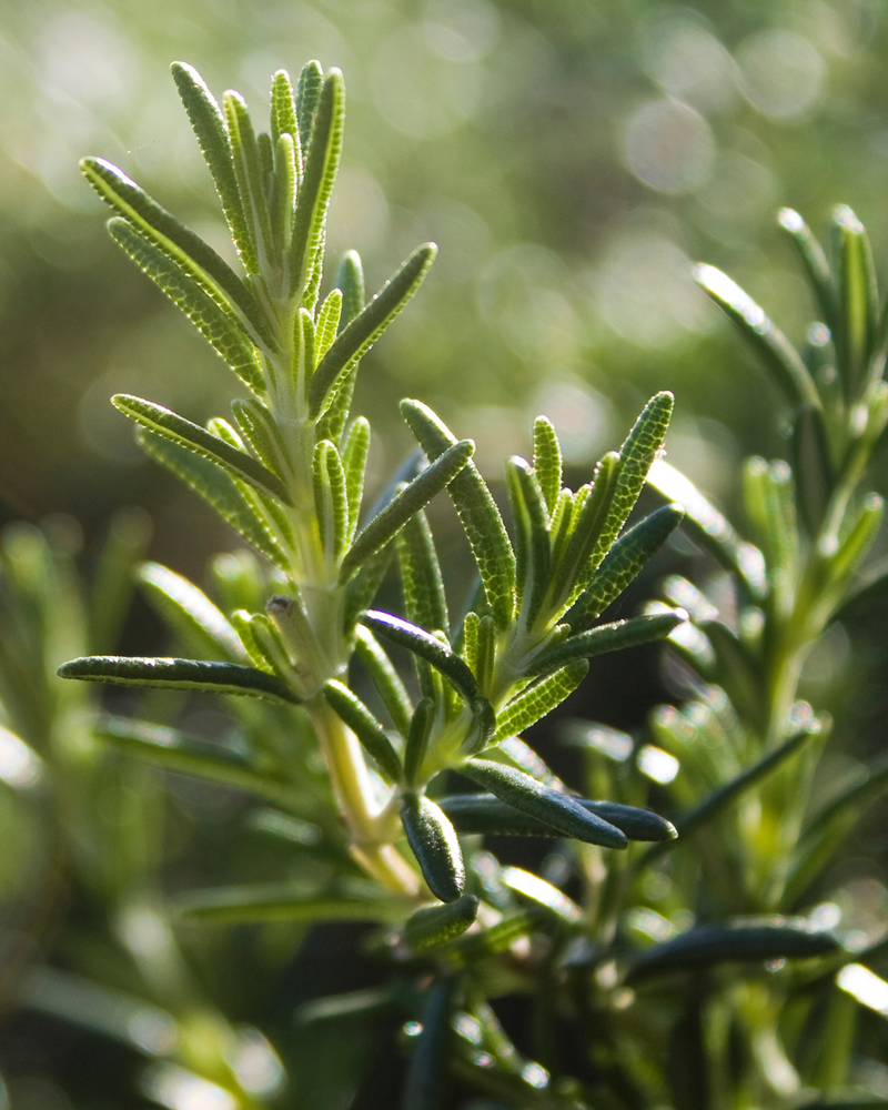 Rosemary