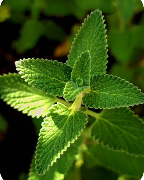 Close-up of green mint leaves with a blurred natural background